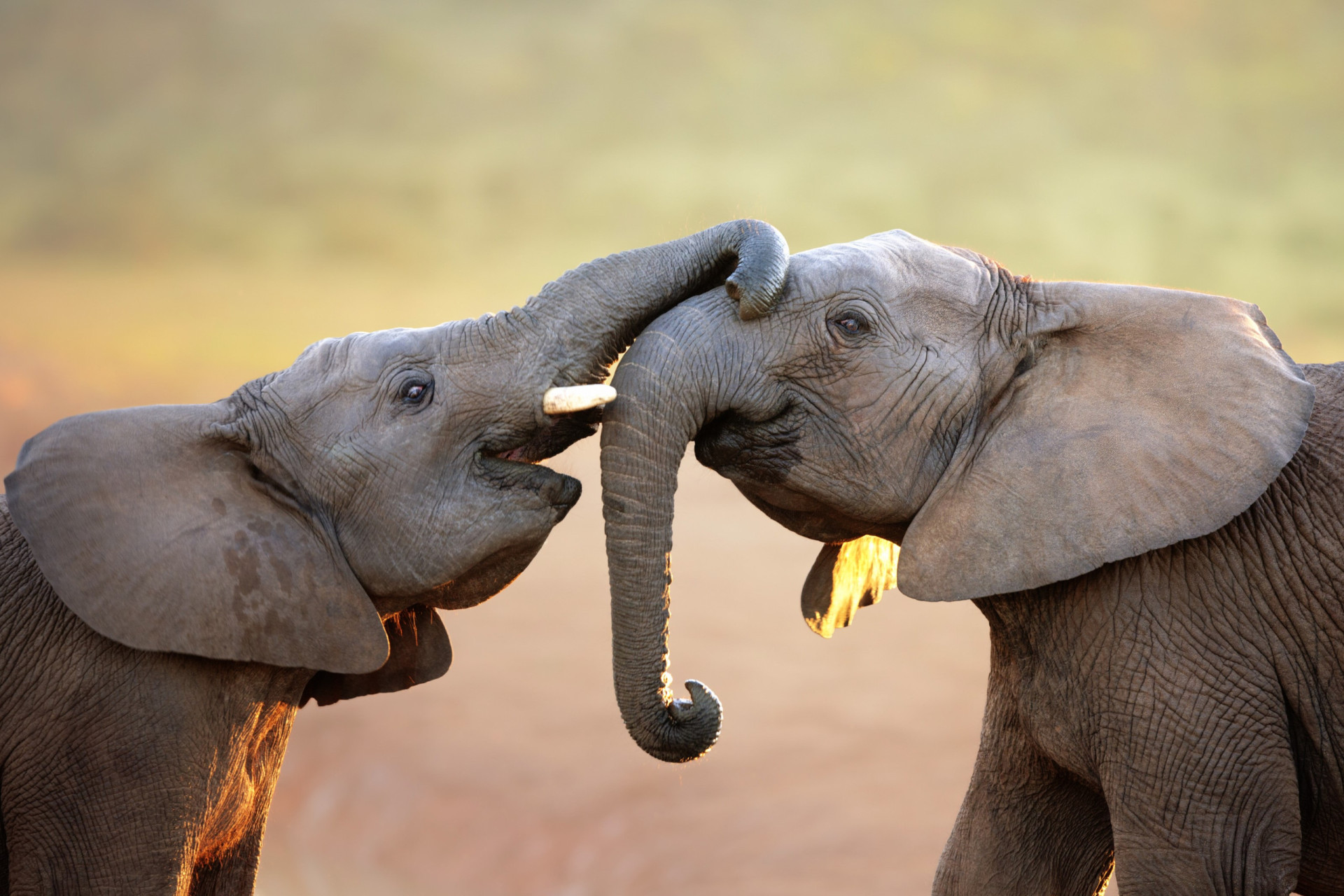 30 animals with surprisingly human traits