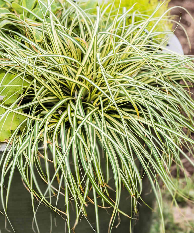 Low maintenance plants for pots – 7 that don't mind being ignored