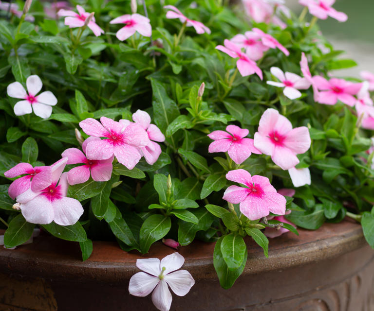 Low maintenance plants for pots – 7 that don't mind being ignored