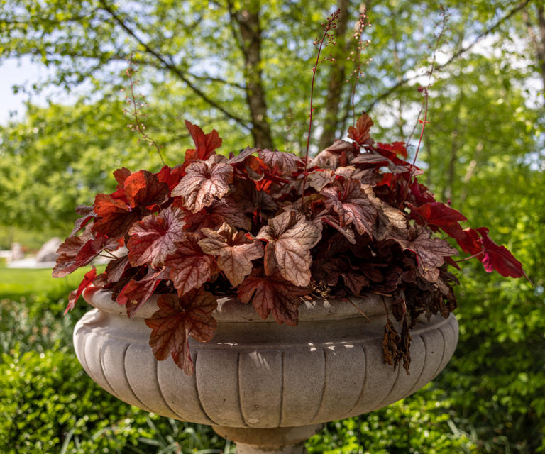 Low maintenance plants for pots – 7 that don't mind being ignored