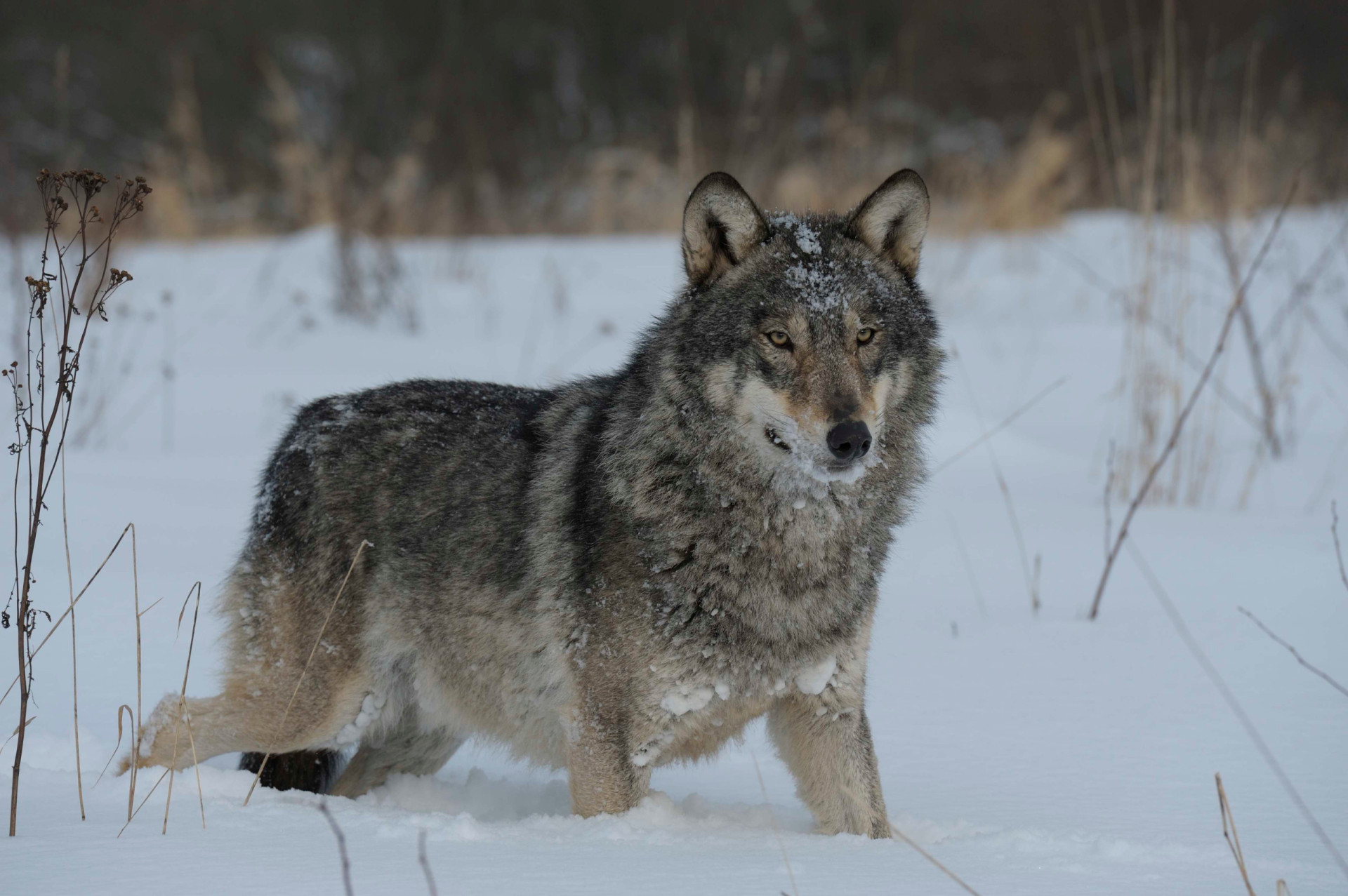 Chernobyl's legacy of radioactive animals