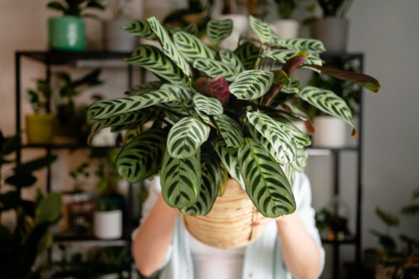Calathea Calathea