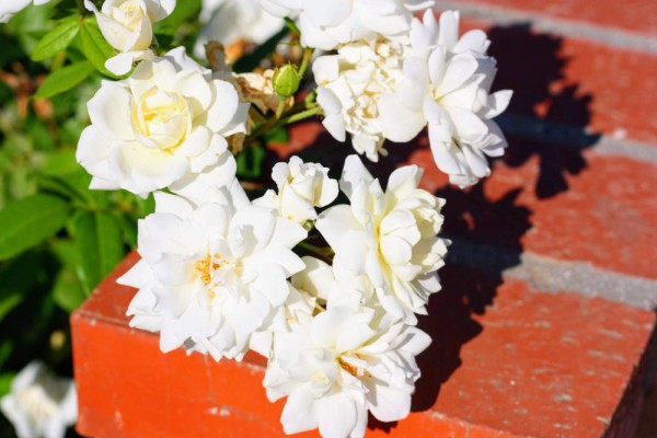 Gardenia Gardenia