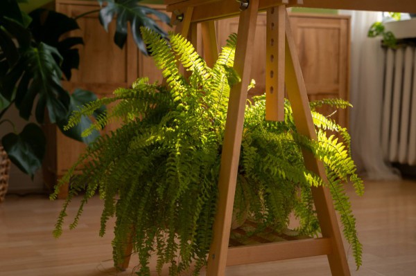 Maidenhari fern Maidenhari fern