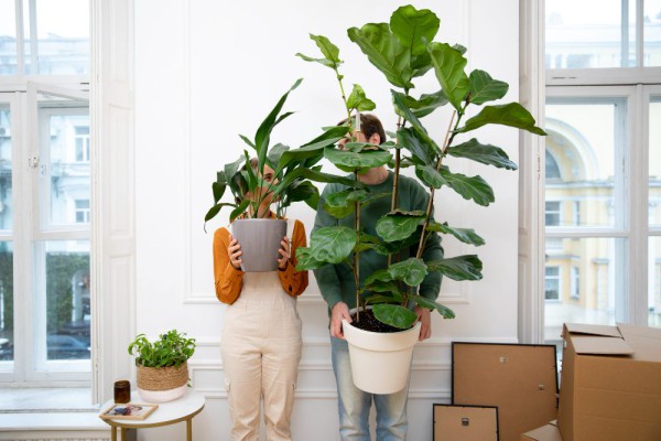 Fiddle leaf fig Fiddle leaf fig
