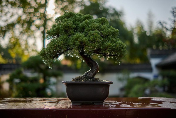 Bonsai Bonsai