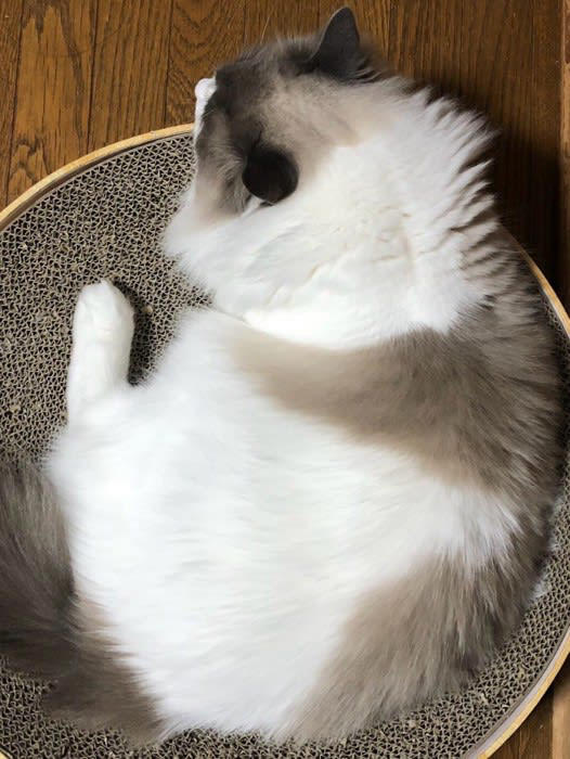 🐾 遊んでほしいくらら ・ まんまるお目々と何か言いたそうな