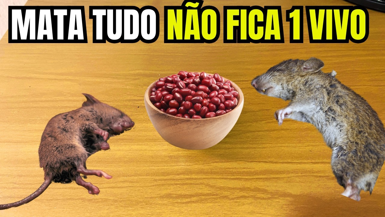 Método Caseiro para Eliminar Ratos - Como Matar Ratos