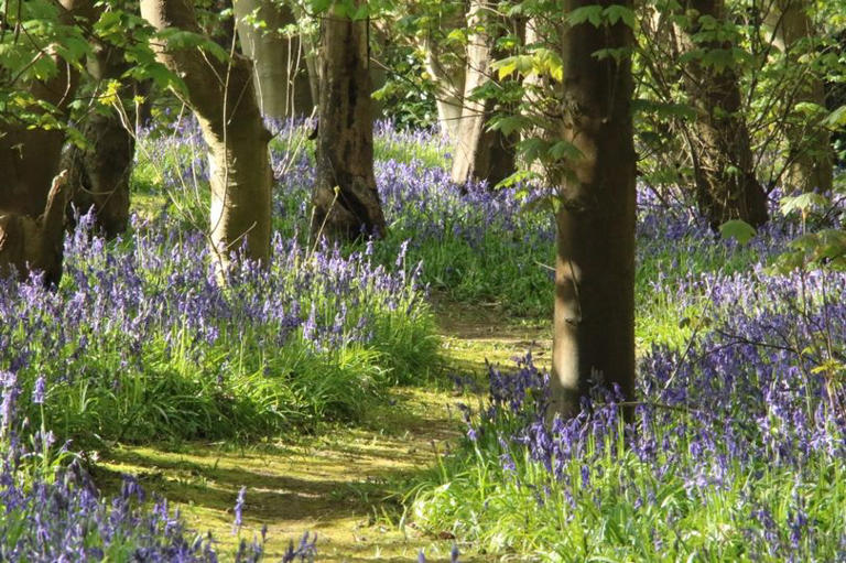 Hidden, stunning bluebell wood near Grantham will open to public