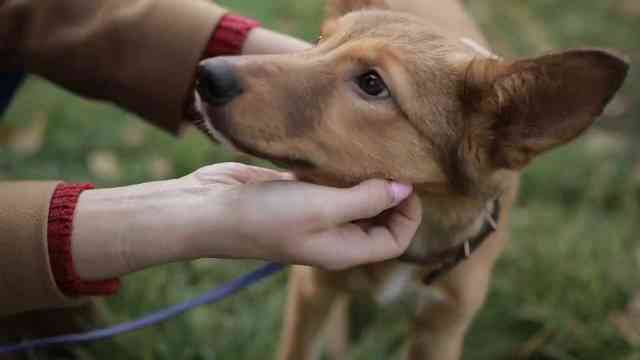 Street Performer Pretends To Be Injured And Stray Dog Interrupts The