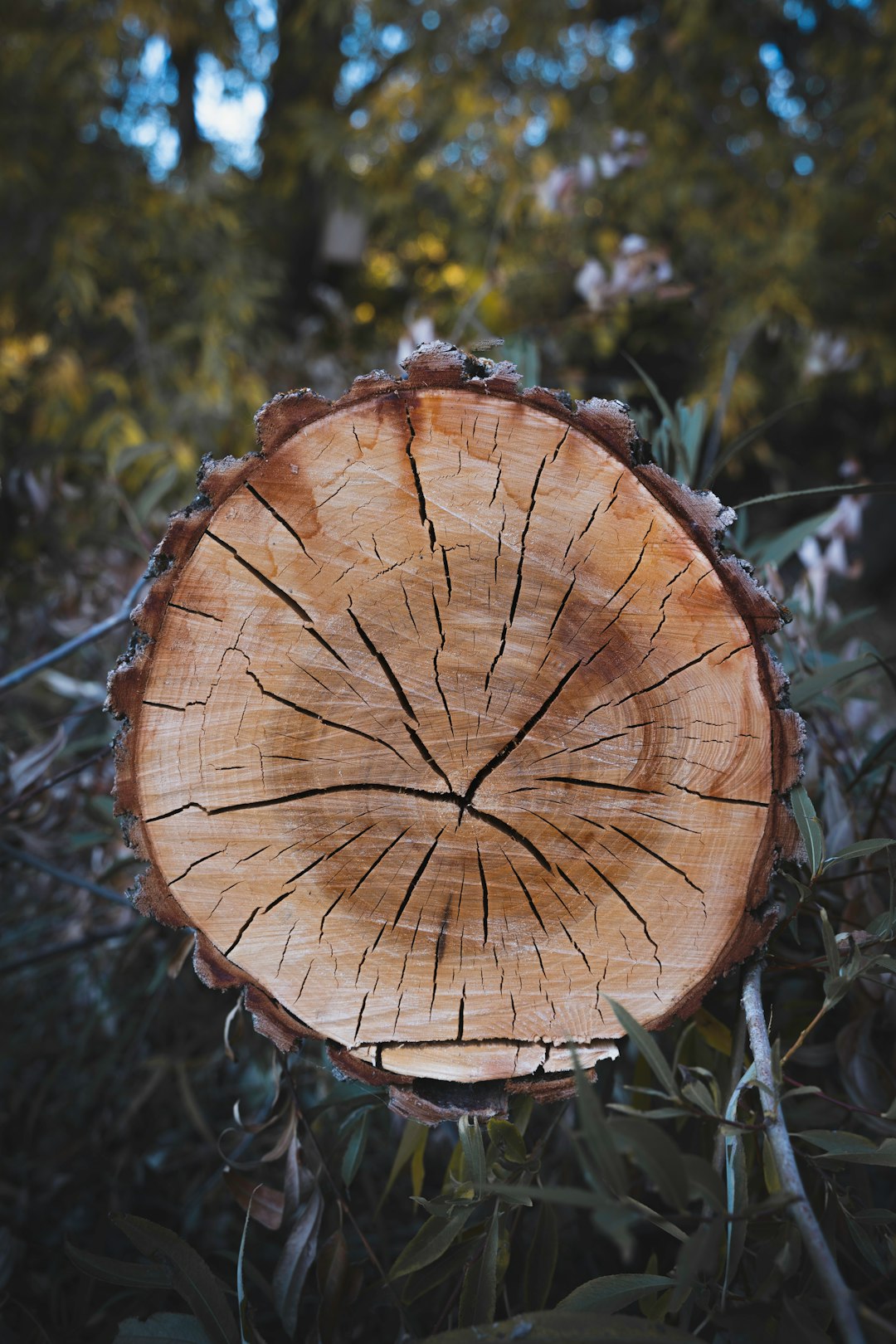 What Tree Rings Say About 1,000 Years of Climate Instability