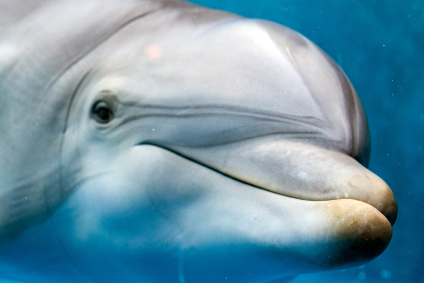 Scientists Now Believe We May Be Able To Communicate With Dolphins Using New AI-Powered Dolphin Translator