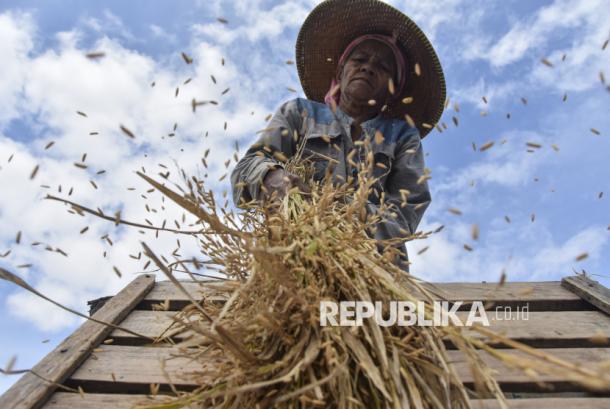 Amerika Laporkan RI di Puncak Produksi Beras, Menteri Pertanian Ungkap Kepemimpinan ASEAN 2 Amerika Laporkan RI di Puncak Produksi Beras, Menteri Pertanian Ungkap Kepemimpinan ASEAN