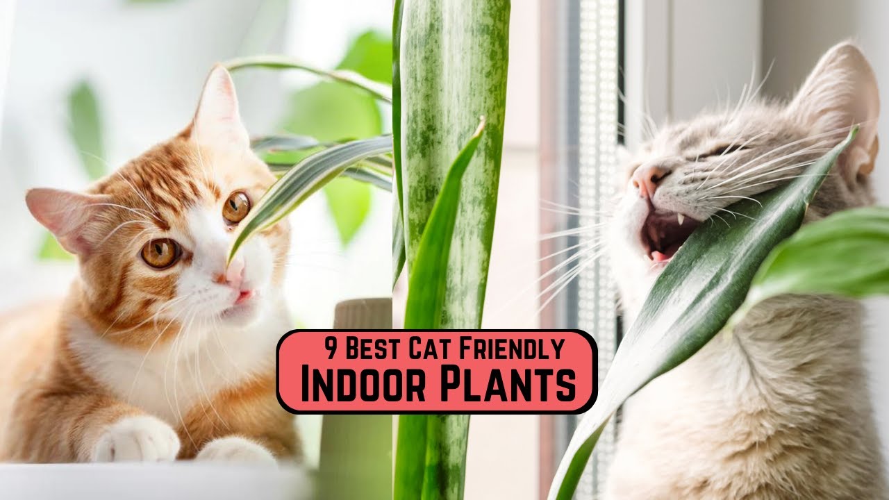 Photo inspiration: Gallery Detail: Cat Approved Houseplants For A Pet Safe Home