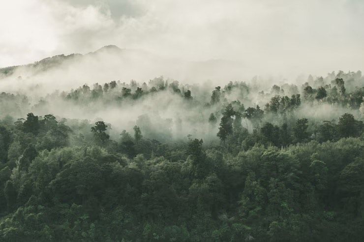 Arti Mimpi di Tengah Hutan: Apakah Ini Menandakan Kecemasan Berlebih?