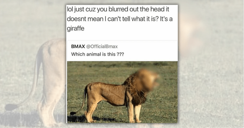 Paws Laugh Repeat 23 Funny Animal Memes To Get You Through The