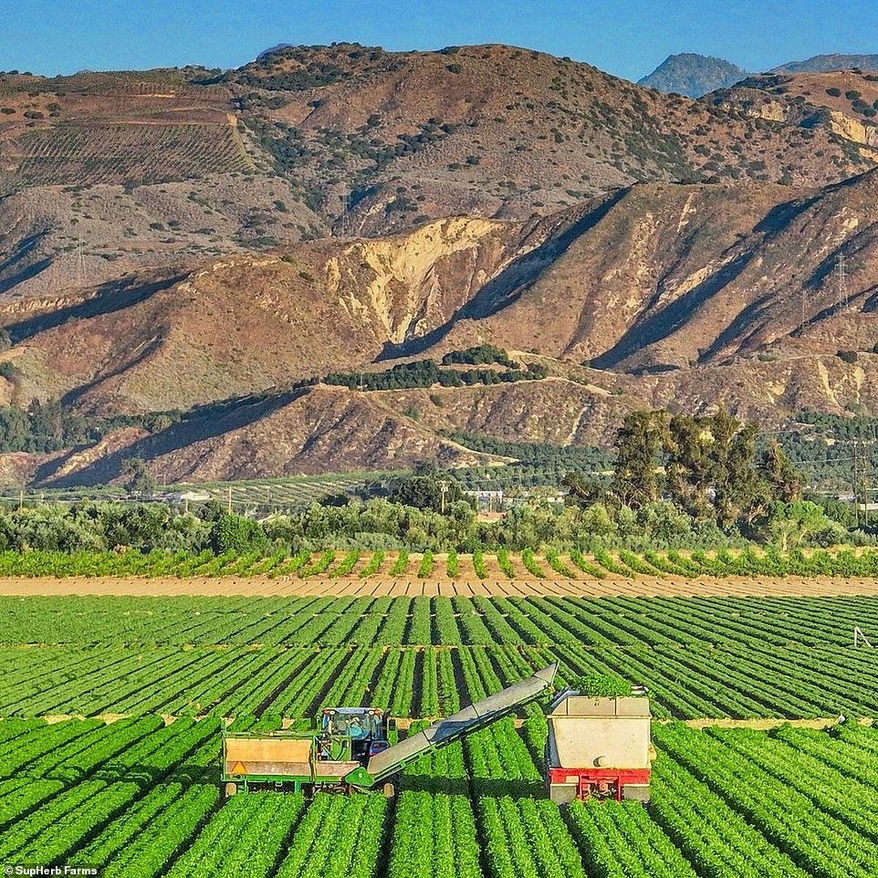 Recall for salsa sold at Costco due to potential wood contamination