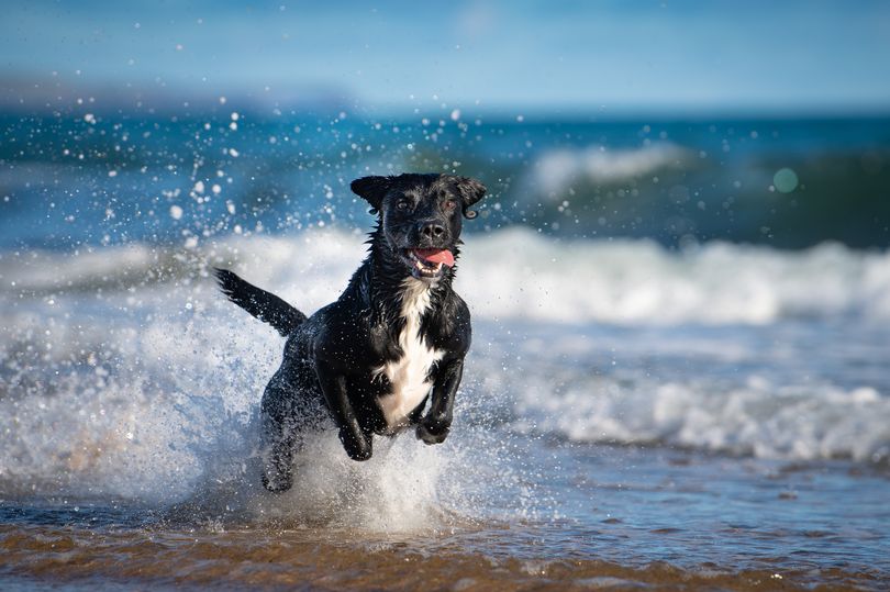 Five littleknown dangers dog owners must know when walking on beach