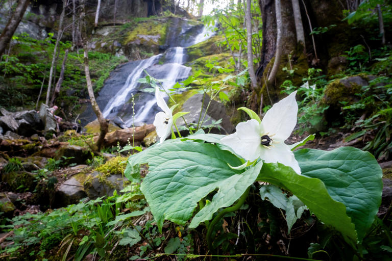 Eager for a glimpse of spring? When, where to find spring wildflowers