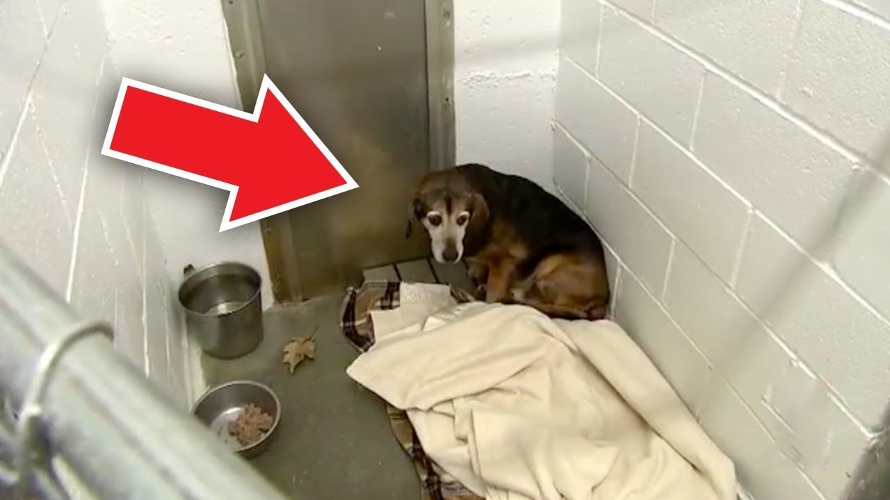 Dog Lost For Two Years Recognizes His Dad After Hearing His Voice Again<br>