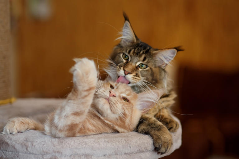 Why Do Cats Fight After Grooming Each Other: Surprising Reasons Revealed
