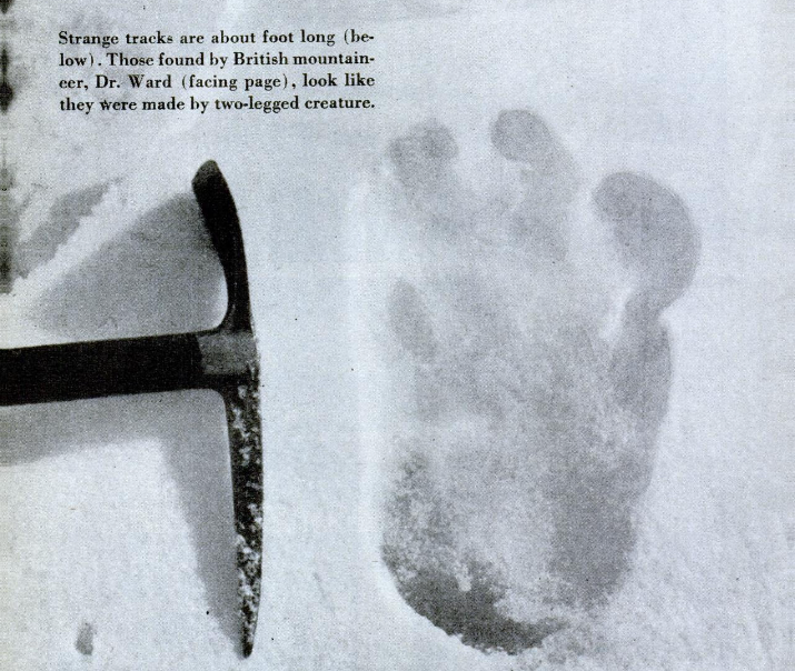 An ice pick photographed next to the purported Yeti footprint for scale. Image Source: Public Domain