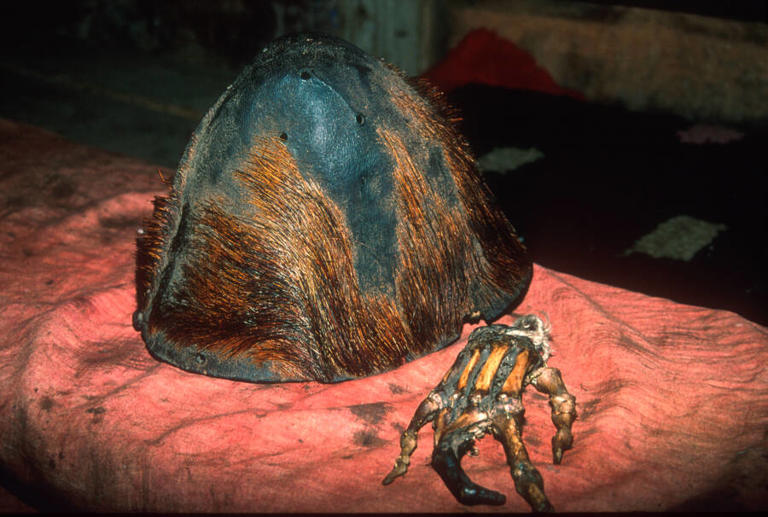 The supposed Yeti scalp and hand on display at a monastery in Pangboche, Nepal. Image Source: Nature Picture Library / Alamy Stock Photo