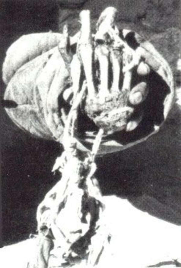 Pangboche Hand