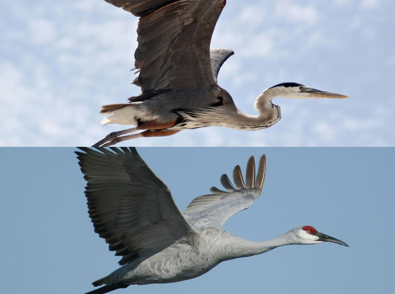 How to tell the difference between a crane and a heron — free download