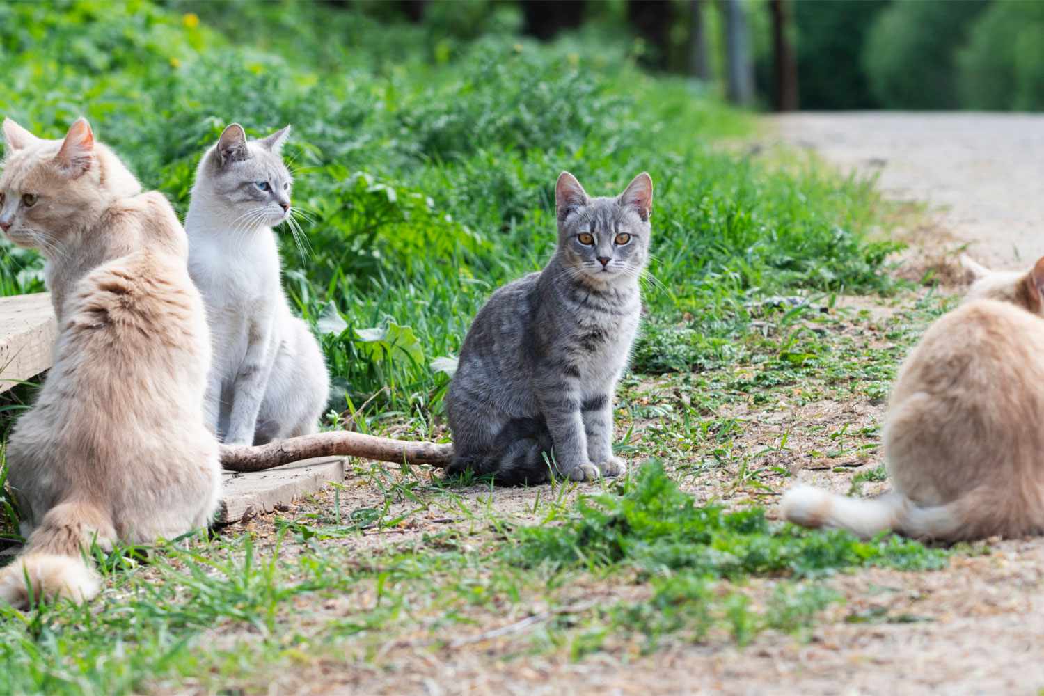 30 Cats Found 'Abandoned' on the Side of N.Y. Road 'I Was Horrified