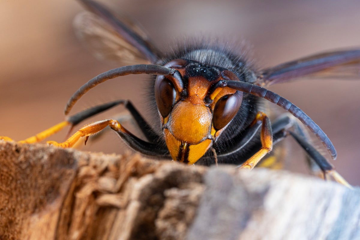 What to do if you see an Asian hornet – after deaths of father and son