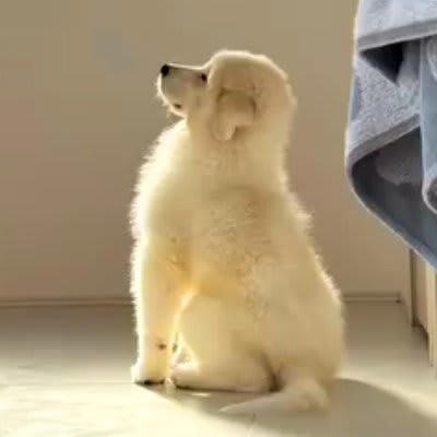 超大型犬子犬用
