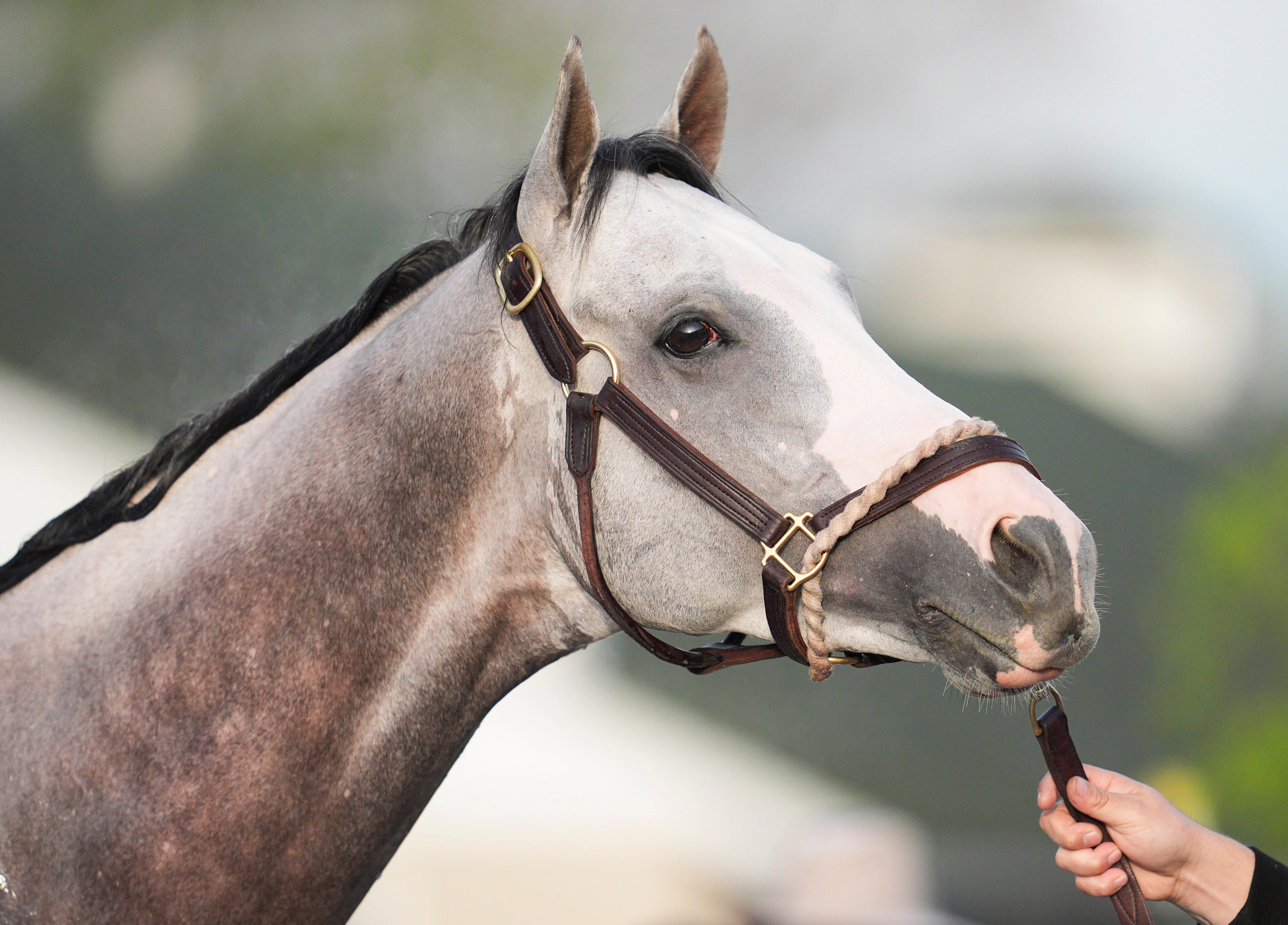 Want to bet on a gray horse in Kentucky Derby 2025? Sandman, Chunk of ...