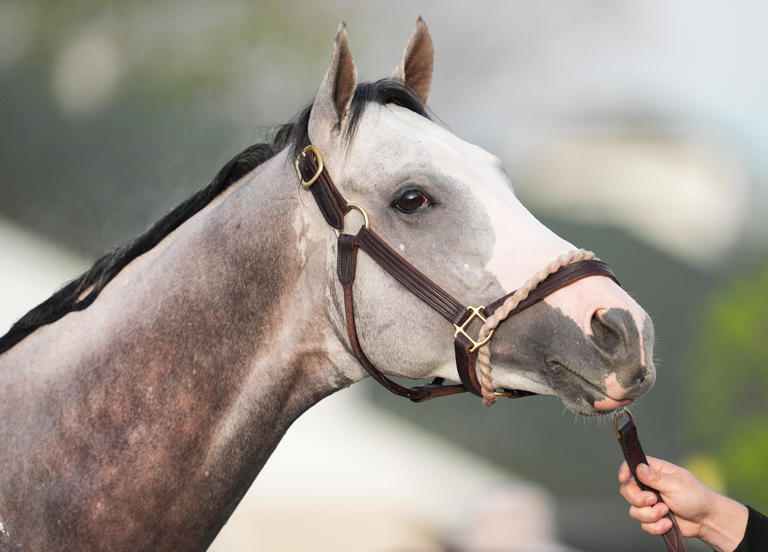 Want to bet on a gray horse in Kentucky Derby 2025? Sandman, Chunk of ...