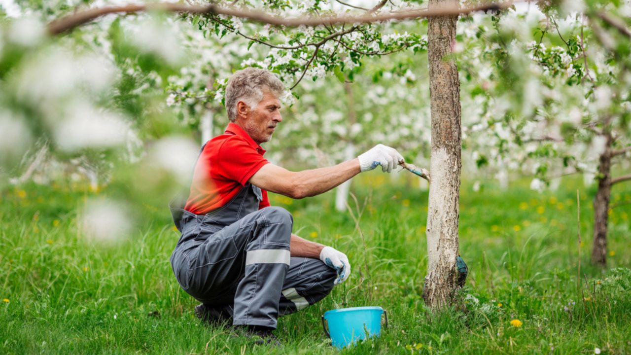 Fruit Trees Need Sunscreen, Too — Here’s How to Help
