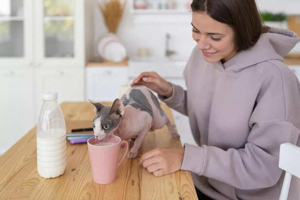 This Simple Daily Routine Could Add Years to Your Pet’s Life—Are You ...