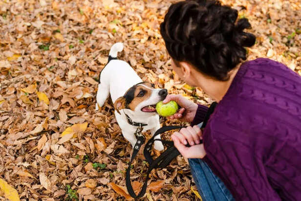 This Simple Daily Routine Could Add Years to Your Pet’s Life—Are You ...