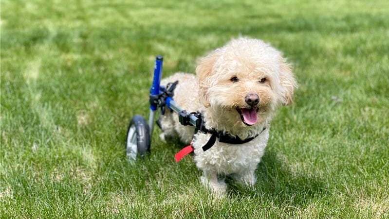 Watch this paralyzed dog regain his personality after getting a custom wheelchair!<br><br>