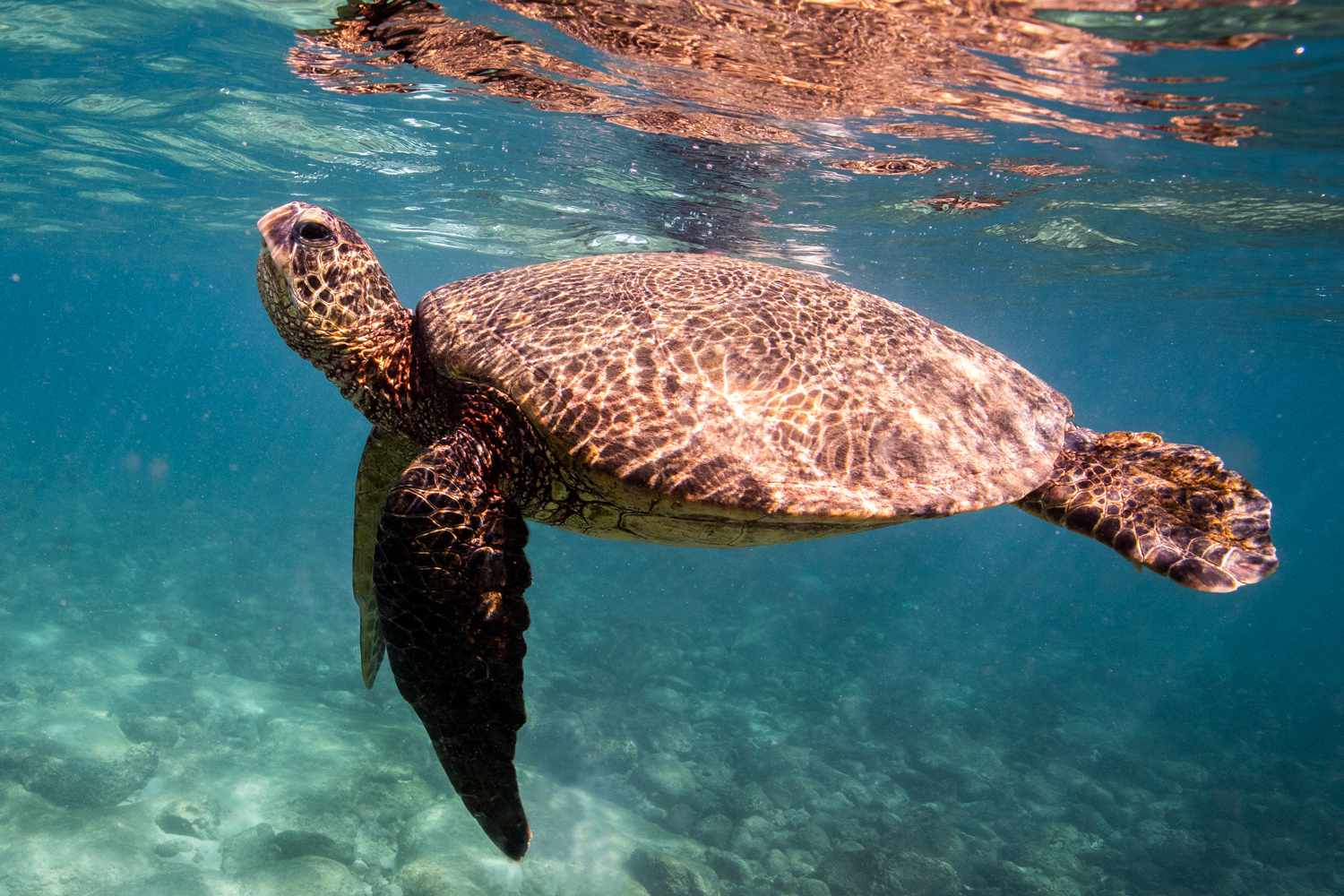 Trump Administration Opens Ocean Home of Endangered Sea Turtles for