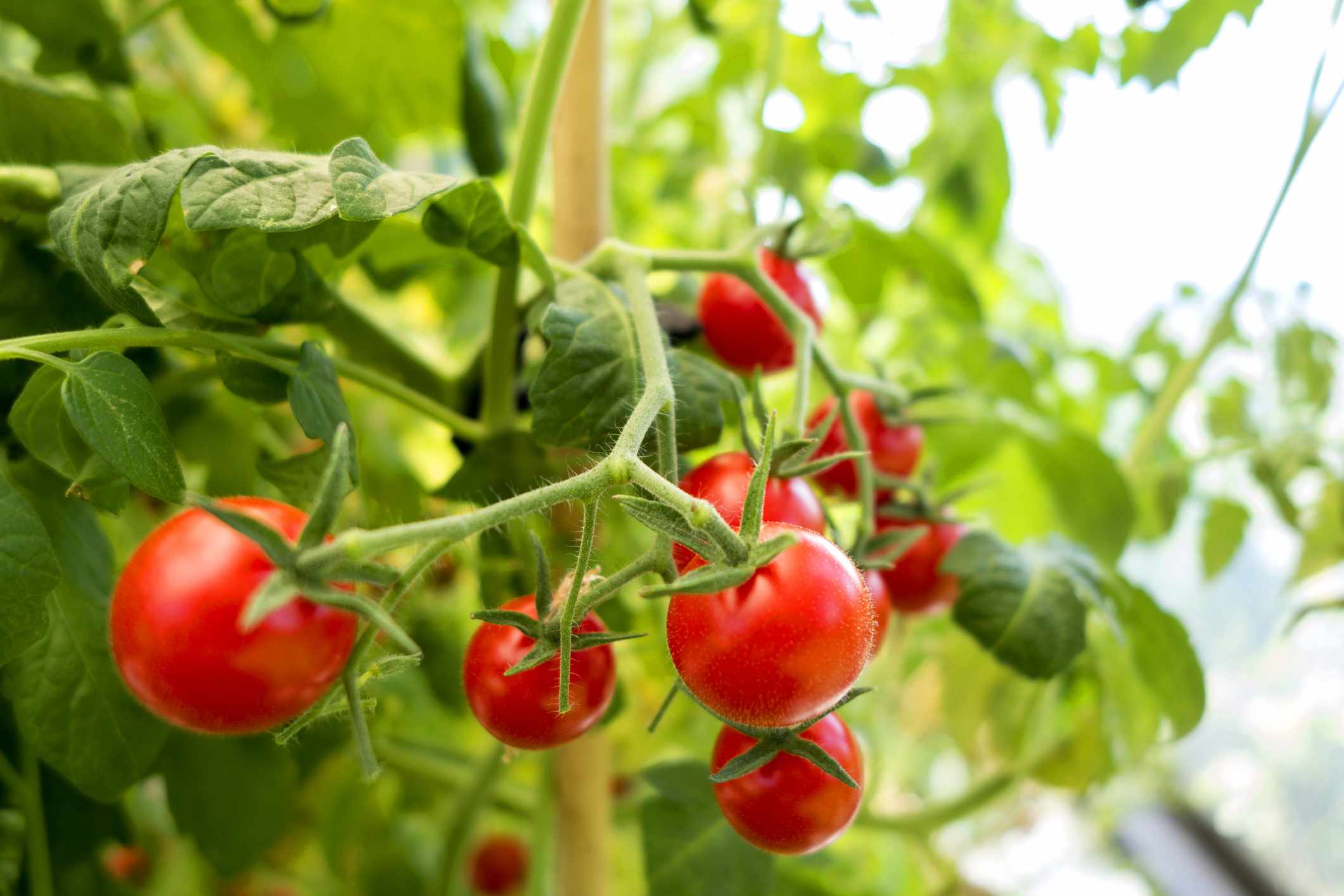 6 Things Gardeners Wish They Knew Before Growing Tomatoes for the First