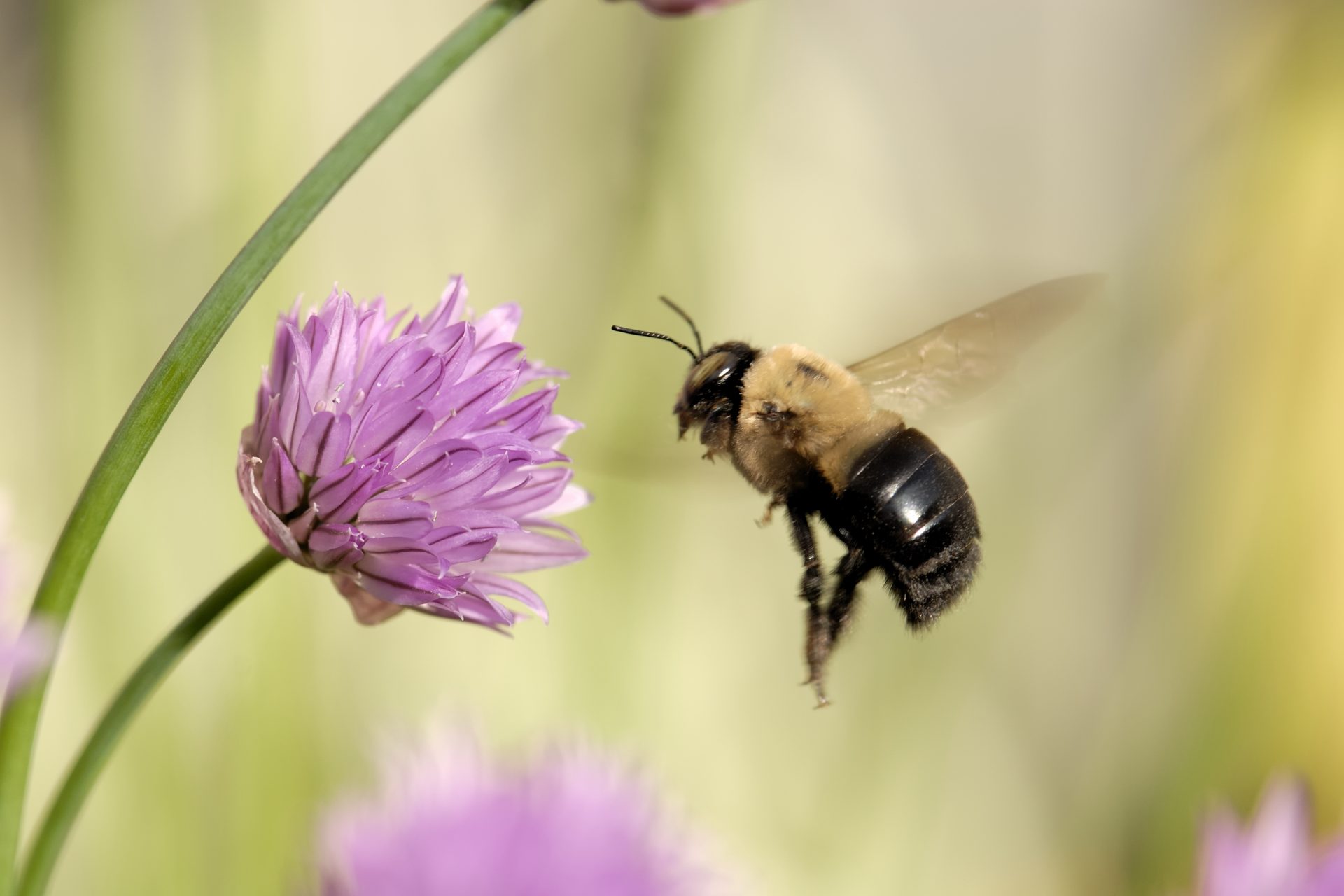 The AntiAging Secrets of Queen Bees a potential breakthrough in the