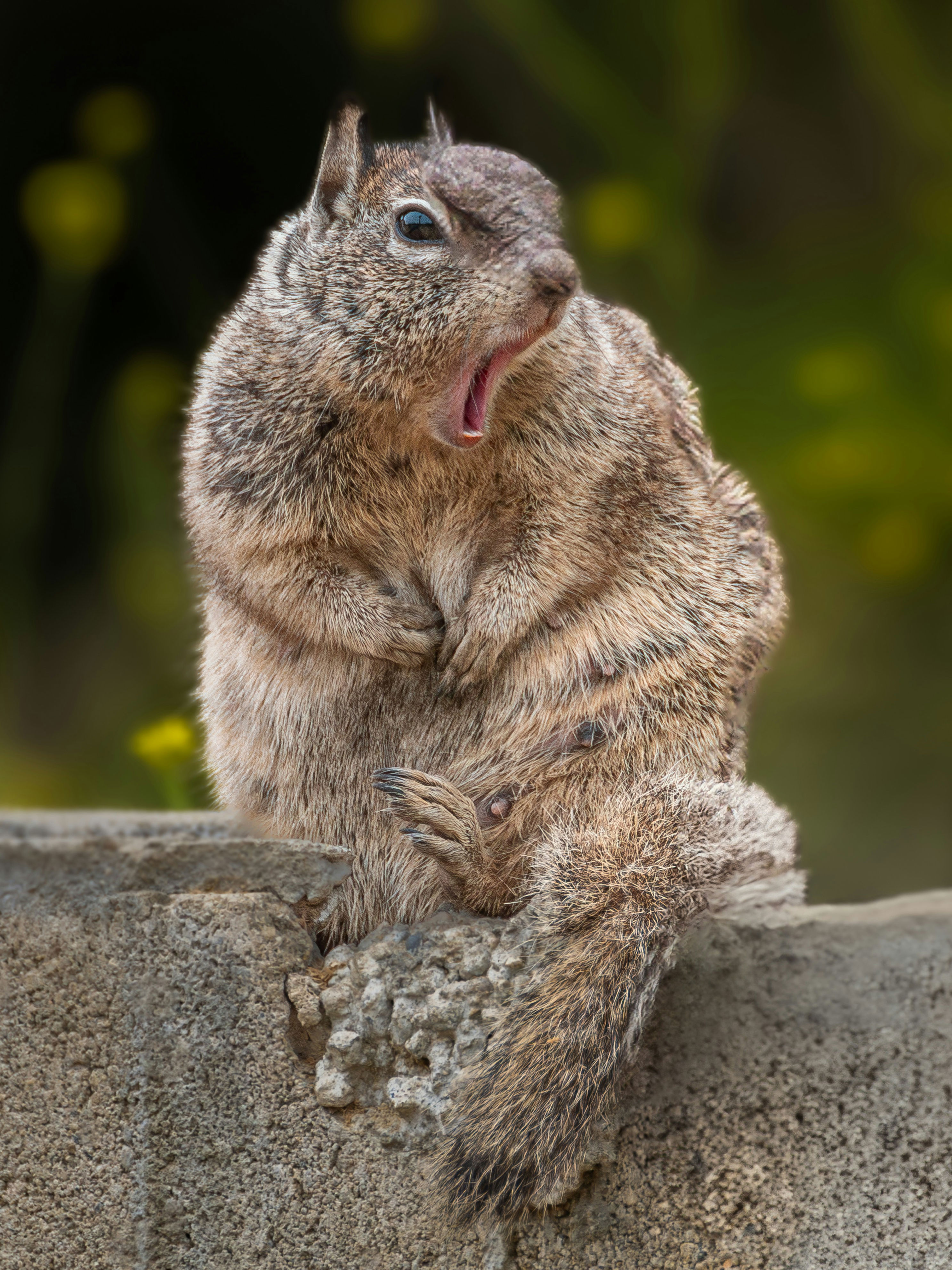 5 funniest animal reactions caught on camera