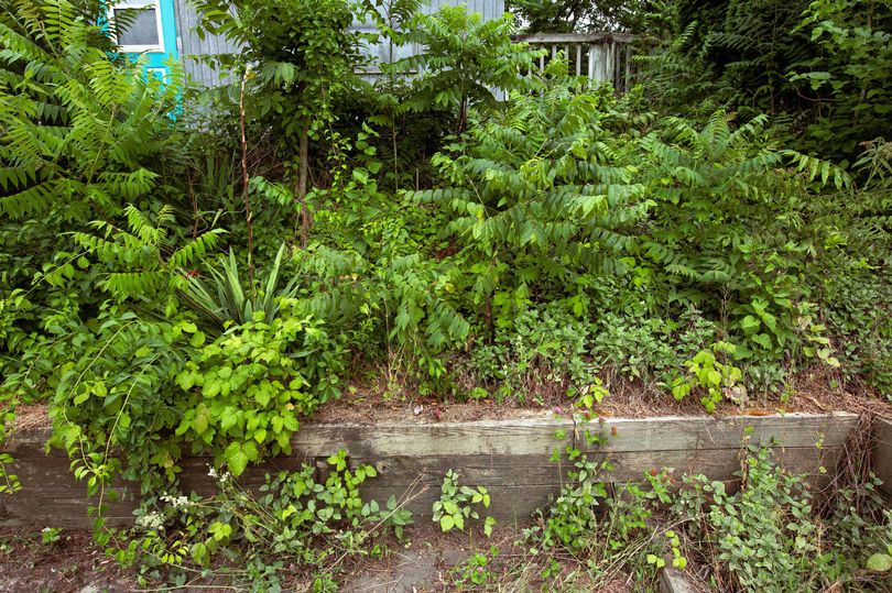 Gardening Expert Reveals Best Plants To Keep Weeds Away Without Using