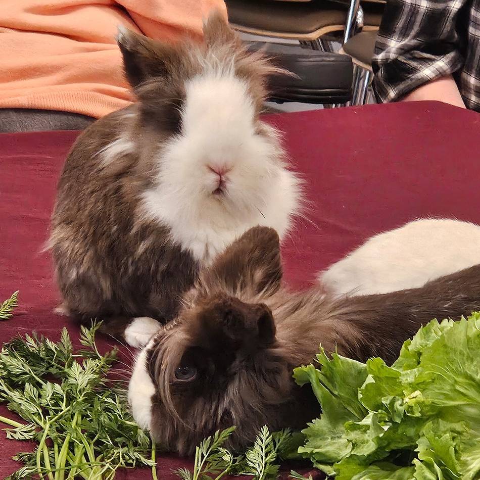 „Falsche“ Therapie-Hasen begeistern Bewohner in Solinger Pflegeheim