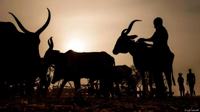 Fulani people are predominantly Muslim and traditionally tie their livelihoods to cattle herding across Africa's arid Sahel region