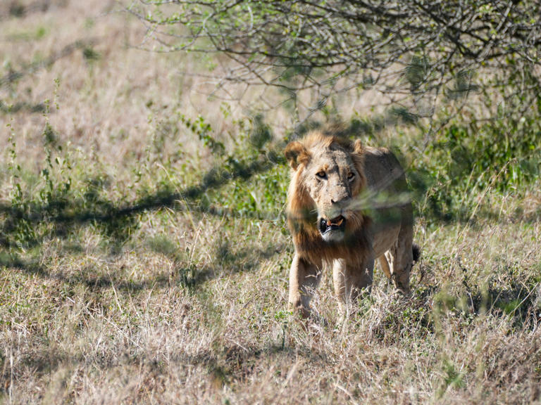 A lion is seen at Nairobi National Park in Nairobi, Kenya, Feb. 23, 2025.  / Credit: Li Yahui/Xinhua via Getty Images
