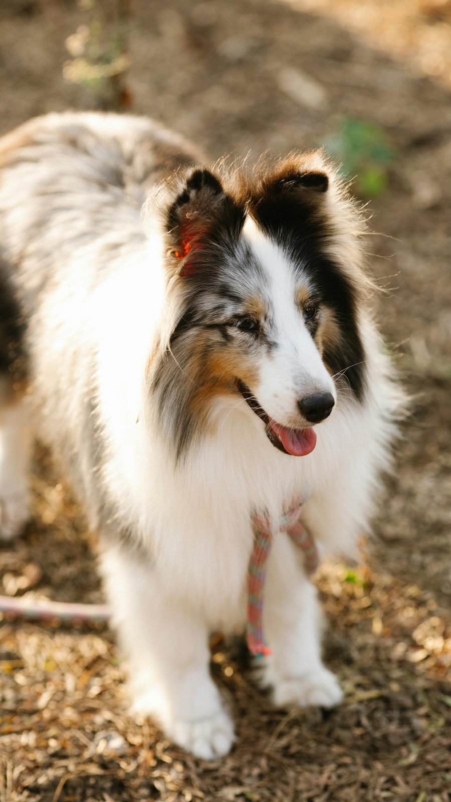 Common dog breeds linked to age-related kidney disease