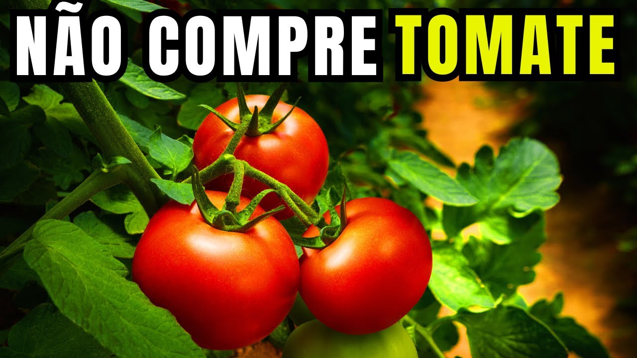 Como plantar tomate em casa – cultive em vaso com sucesso
