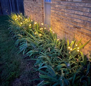 Lights illuminate lush plants along a brick wall at dusk, creating a serene garden scene