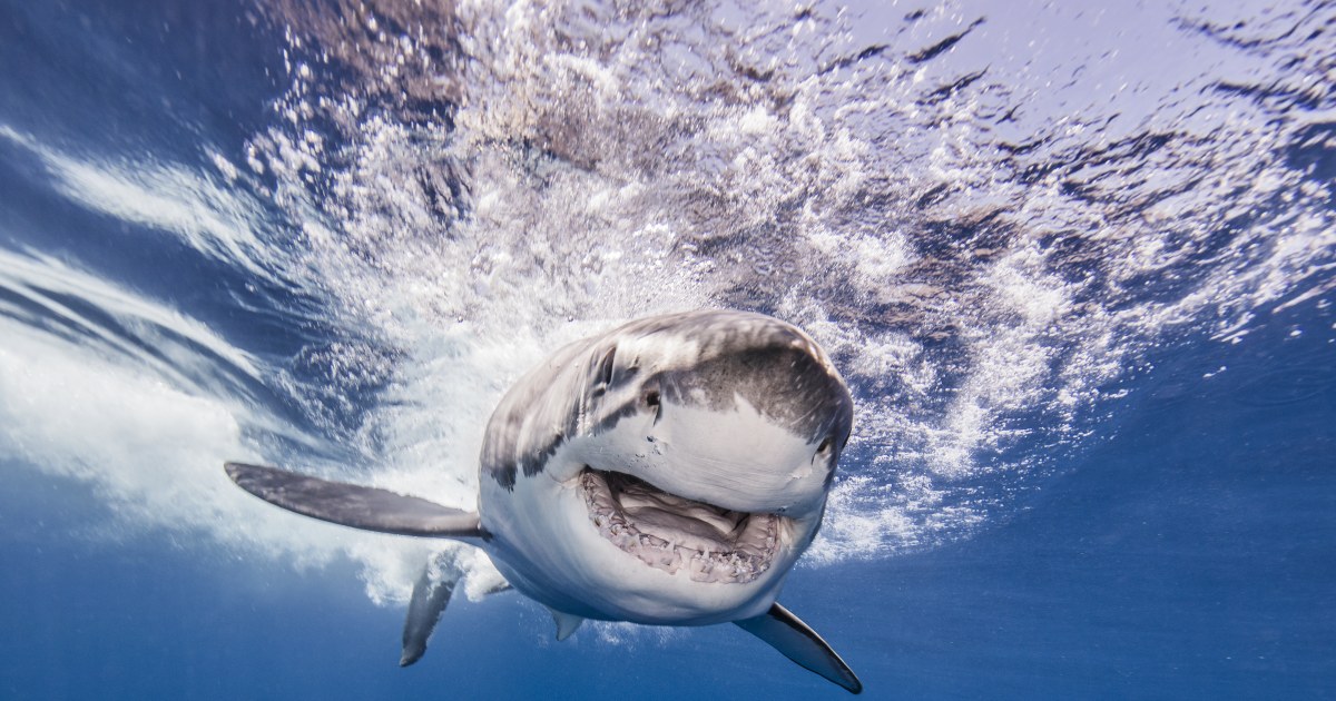 メガロドン　祖先種　完全体　希少種 メガロドン 祖先種 完全体 希少種 メガロドン 祖先種 完全体